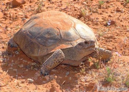 tortuga del desierto
