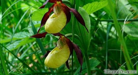 Orquídea zapatilla de dama | BIOPEDIA