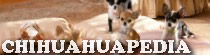 Chihuahuapedia