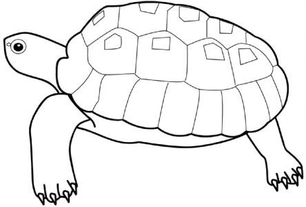 tortuga-colorear | BIOPEDIA